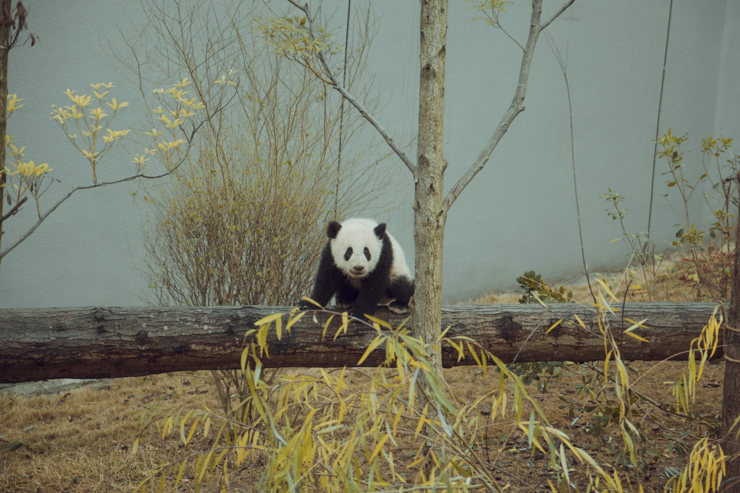 Angebote baby panda