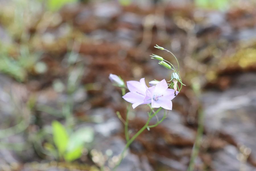 Angebote blume