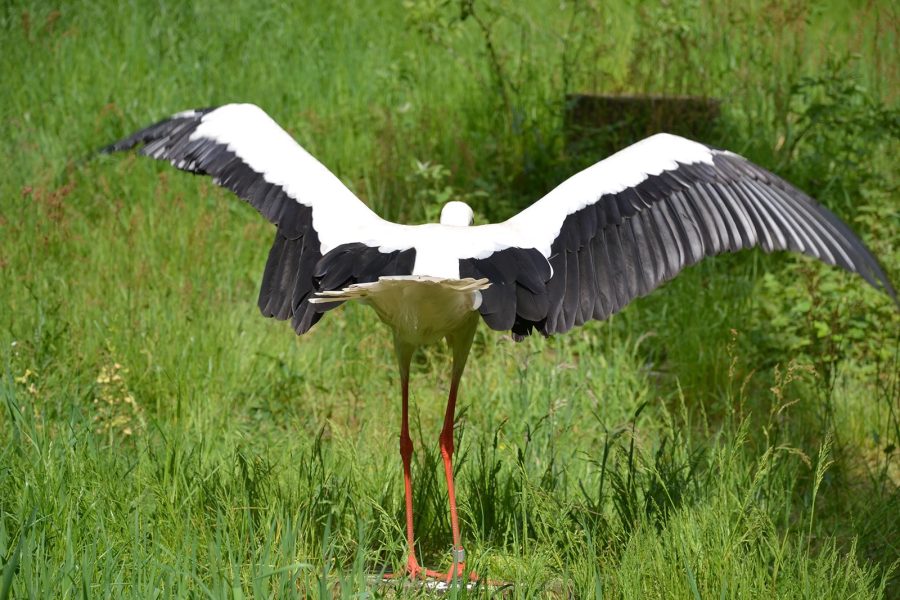 Angebote vogel